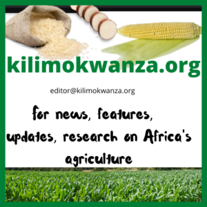 Six sesame seed auctions in Tunduru generate 17 billion shillings