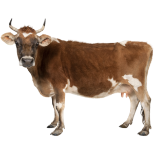 Cattle, Crops and Credit: What Tanzania’s New Movable Property Law Means for Farmers