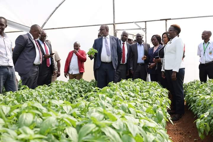 Uasin Gishu Farmer Chebet Sets Example with Lucrative Basil