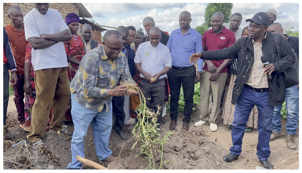 The harvest that changed minds. Songea Municipal Hon. Mayor Michael Mbano (white shirt) watches as the first potatoes are pulled from the demonstration plot at Tanga Ward, Songea — flanked by Potato Council of Tanzania Chairman Beno Mgaya. SAGCOT research confirmed what the region long doubted: round potatoes flourish in Ruvuma, yielding up to 200 bags per hectare and TZS 16 million per farmer. 📍 Songea, Ruvuma | AGCOT Centre